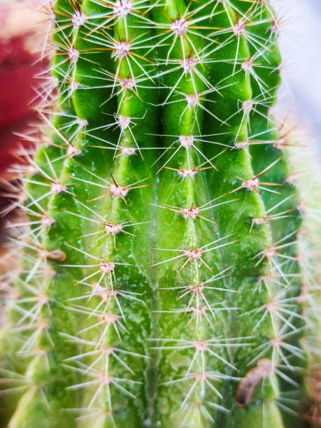 Cactus planted in a garden pot