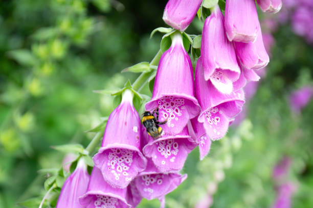 istock Bee sleeping on a lady's glove flower 2157488347