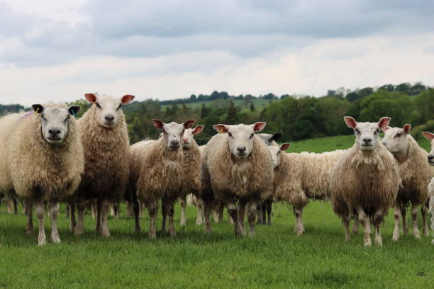 istock Group of sheep in a field looking at the camera 2157488539