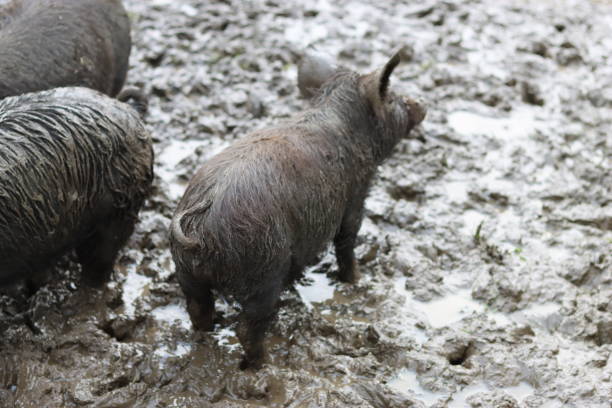 Tamworth piglet standing in mud