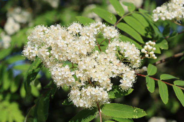 istock Close up of rowan tree or sorbus flowers 2157489002