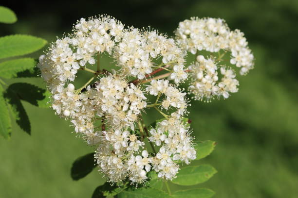 istock Close up of rowan tree or sorbus flowers 2157489110