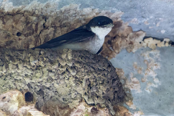 istock House martin resting in the nest. 2157490163