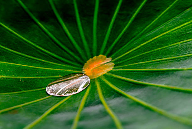 Close-up shots of lotus leaves show the different perspectives of beauty of art.
