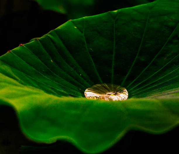 Close-up shots of lotus leaves show the different perspectives of beauty of art.
