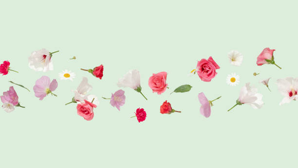 istock Summer blooming flowers floating on a green background 2157491616