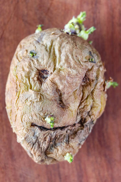 stock photo showing close-up, elevated view of an old potato that whilst it is sprouting shoots is drying out and shrivelling to resemble a spooky face or shrunken head.
