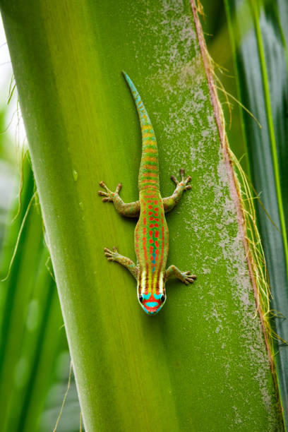 Close-up of an endemic Mauritius ornate day gecko standing upside down on the palm tree leaf.