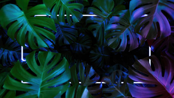 Abstract background of monstera leaves with led neon light