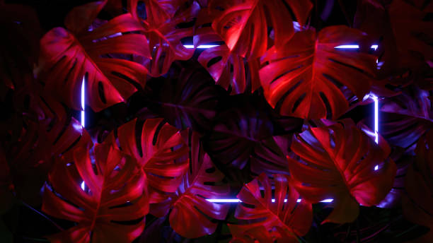 istock Abstract background of monstera leaves with led neon light 2157498095