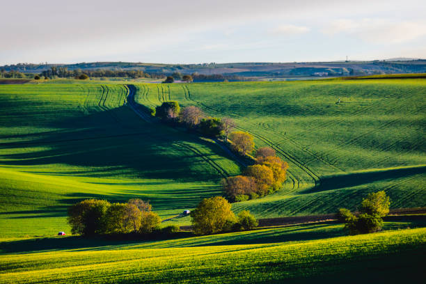 A stunning spring rural landscape in the South Moravian Region near Brno, Czech Republic. The scene captures the rolling waves of green hills and vibrant yellow canola flower fields against blue cloudy and sky. Blossoming spring trees are highlighted by the setting sun, creating a picturesque and serene agricultural texture background view. Abstract spring landscape, green grass fields and tractor tracks texture.