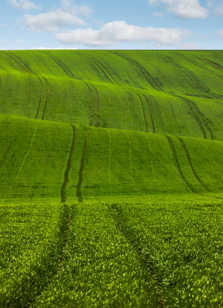 An amazing fairy-like minimalistic landscape featuring the rolling green fields of South Moravia, Czech Republic, on a serene morning. The waves of the hills and the tractor traces create an abstract nature background, reminiscent of the iconic Green Tuscany fields with sunlight while the sun is setting. This picturesque view captures the tranquil beauty and gentle curves of the landscape, making it a perfect representation of the region's enchanting countryside.
