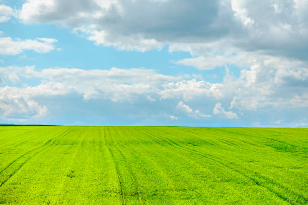 A natural background featuring a vibrant green grass field under a bright blue sky dotted with white clouds. This serene and picturesque scene captures the beauty of open fields and clear skies, creating an ideal setting that exudes tranquility and freshness.