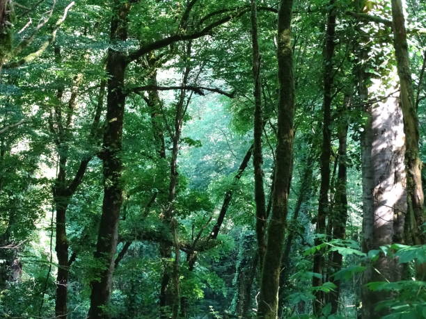 Sunny day in the forest