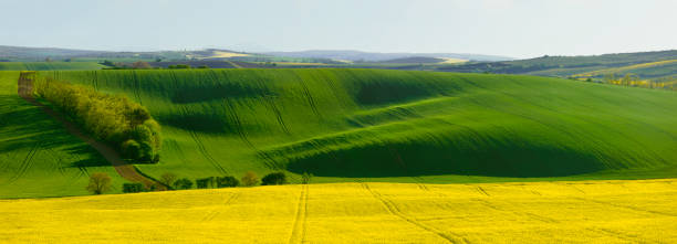 istock Nature rural landscape spring agriculture texture background view with green rolling waves hills, yellow canola flower fields and blossoming spring trees highlighted by setting sun lights in South Moravian Region, Brno, Czech Republic during sunset 2157500108