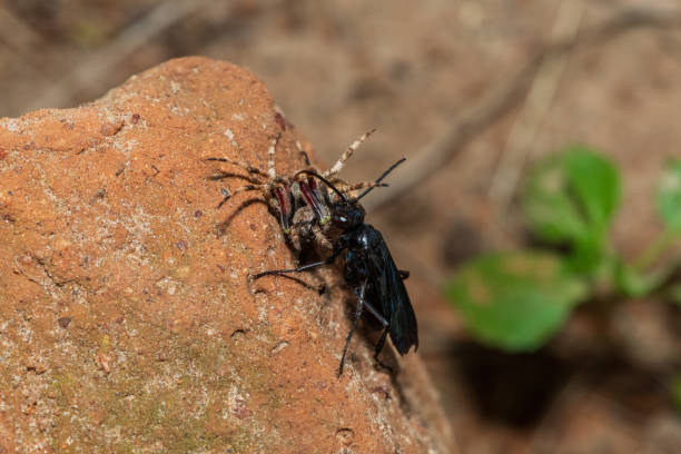 istock Spider wasp (Java sp), also known as spider-hunting wasp, carrying a paralysed red dot orb weaver (Neoscona triangula) 2157500760