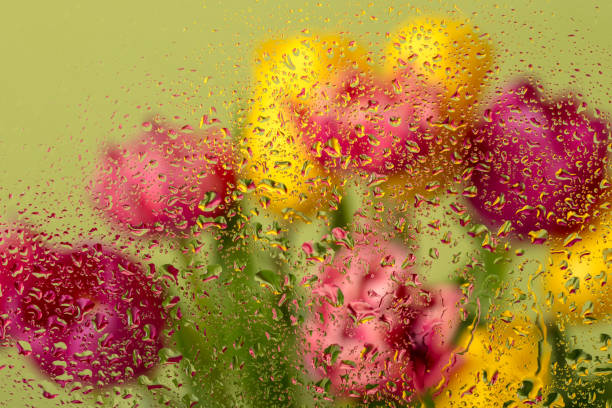 Beautiful tulip flowers seen through the glass with water drops.