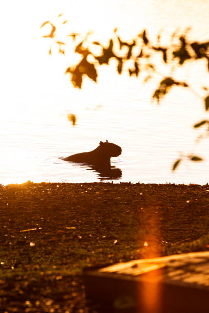 istock Capybara in the water at sunset in backlight 2157504647