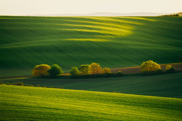 istock Nature rural landscape spring agriculture texture background view with green rolling waves hills, yellow canola flower fields and blossoming spring trees highlighted by setting sun lights in South Moravian Region, Brno, Czech Republic during sunset 2157504714
