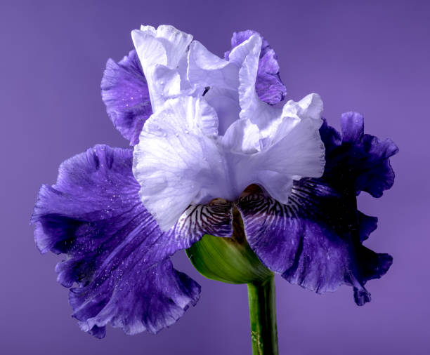 istock Blooming blue iris Mariposa Skies on a purple background 2157505337