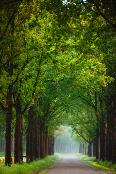 istock Magical forest path and tree tunnel at sunrise on spring 2157506578