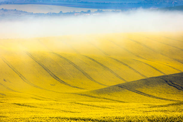 istock Wavy Rapeseed Fields in South Moravia, Czech Republic on a Sunny Spring Day 2157507411