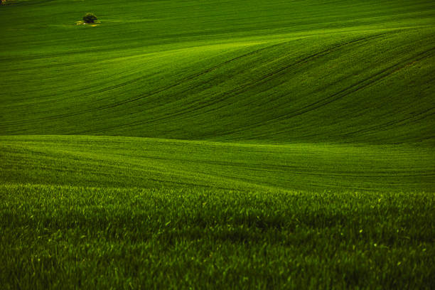 An amazing fairy-like minimalistic landscape featuring the rolling green fields of South Moravia, Czech Republic, on a serene morning. The waves of the hills and the tractor traces create an abstract nature background, reminiscent of the iconic Green Tuscany fields with sunlight while the sun is setting. This picturesque view captures the tranquil beauty and gentle curves of the landscape, making it a perfect representation of the region's enchanting countryside.