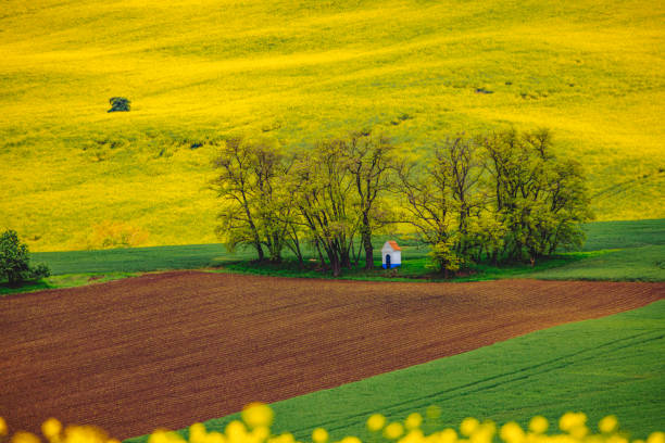 A small chapel sits in the distance, surrounded by a picturesque blend of trees and agricultural fields in South Moravia, Czech Republic. The landscape features vibrant yellow rapeseed in full bloom alongside lush green fields of young wheat. This rural scene, complemented by a charming chestnut alley, captures the essence of the region's natural beauty and agricultural heritage.
