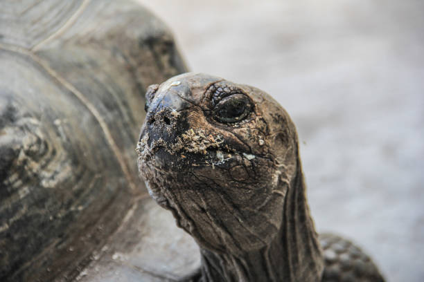 Lonesome George,  c. 1910  June 24, 2012, male Pinta Island tortoise, Chelonoidis niger abingdonii,  and the last known individual of the subspecies. Pinta giant tortoise, Abingdon Island tortoise, or Abingdon Island giant tortoise. Galapagos Islands National Park, Charles Darwin Research Station. Santa Cruz Island.