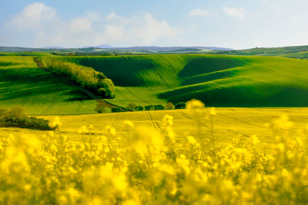 A stunning spring rural landscape in the South Moravian Region near Brno, Czech Republic. The scene captures the rolling waves of green hills and vibrant yellow canola flower fields against blue cloudy and sky. Blossoming spring trees are highlighted by the setting sun, creating a picturesque and serene agricultural texture background view. Abstract spring landscape, green grass fields and tractor tracks texture.