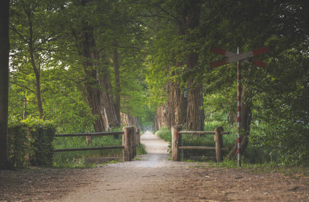 Nature background of dreamy, fairy tale and beautiful jungle forest pedestrian footpath alley way place for walking in tunnel of old oak green trees light up with sun rays trough grass at sunset on spring day