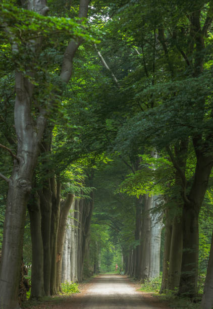 istock Magical forest path and tree tunnel at sunrise on spring 2157508704