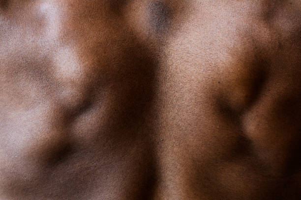 istock Rear view of a flexed back muscular 2157508837