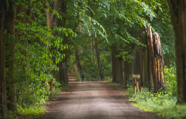 Nature background of dreamy, fairy tale and beautiful jungle forest pedestrian footpath alley way place for walking in tunnel of old oak green trees light up with sun rays trough grass at sunset on spring day