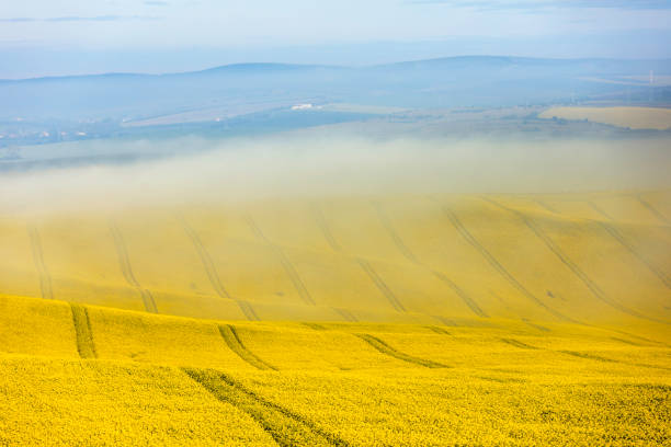 Rapeseed field in Hokkaido
