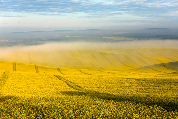 istock Wavy Rapeseed Fields in South Moravia, Czech Republic on a Sunny Spring Day 2157509306