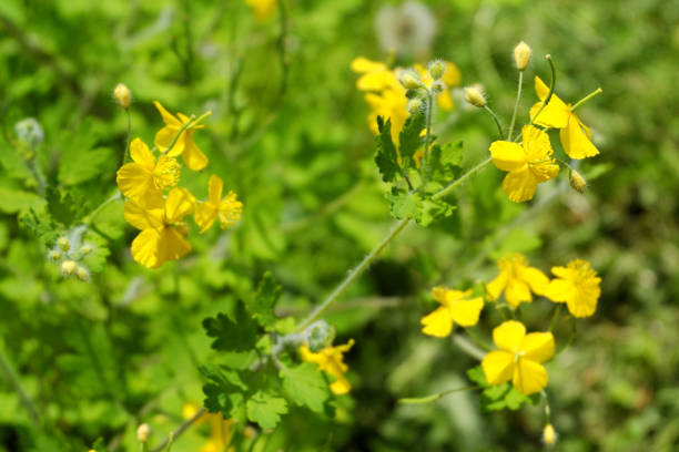 istock Chelidonium. Yellow celandine flowers. 2157510065