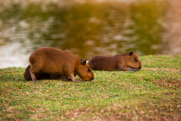 baby capybara grazing grass by a pond, other baby capybara lying in the background in the Brazilian Pantanal
