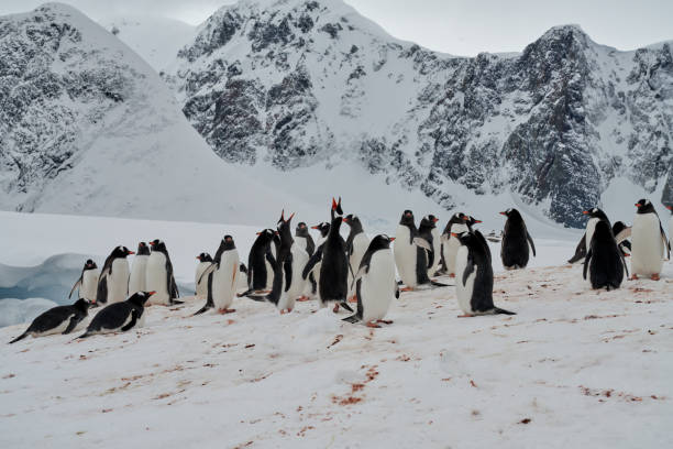 istock Petermann Island, Antarctica 2157513773
