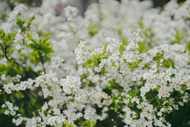 istock A beautiful close up of white flowers on a bush. 2157517620