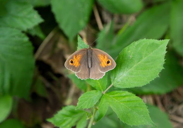 Maniola jurtina butterfly on wild blackberry blooms, stunning nature photo