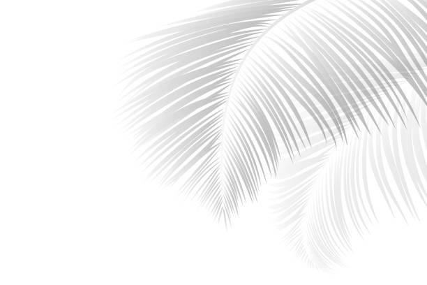 istock Soft shadows of palm leaves or coconut leaves. 2157518304