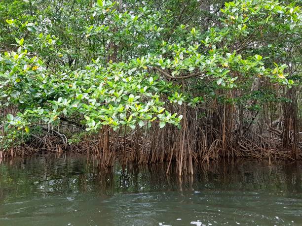 istock Mangrove from Costa Rica 2157518919