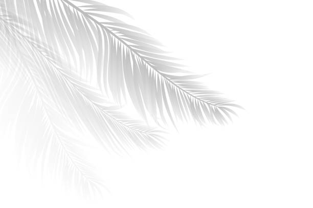 istock Soft shadows of palm leaves or coconut leaves 2157520301