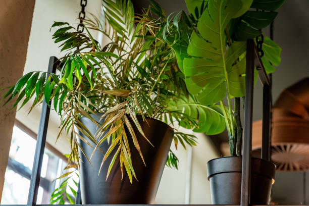 istock Two Potted Plants Hanging From a Black Metal Frame 2157522393