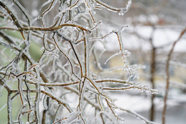 istock Tree branches in the frozen rain with ice on 2157522485