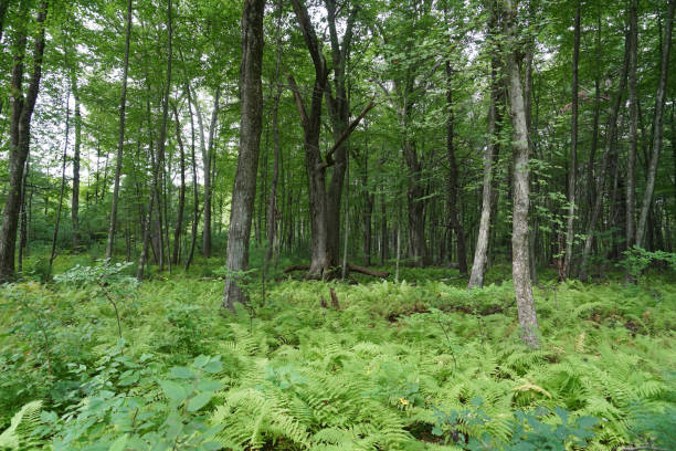 istock landscape of green forest trees and grass 2157522521