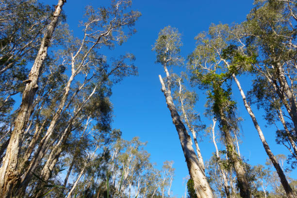 istock Towering and converging paperbark trees rise skyward above 2157522523