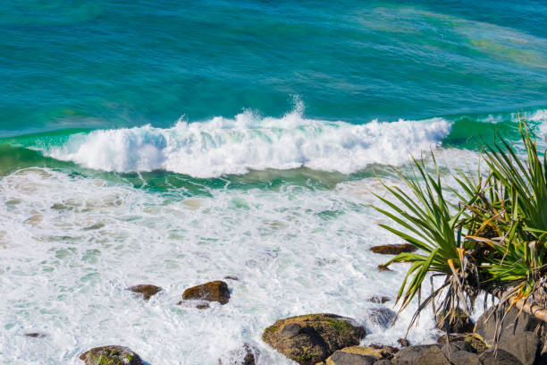 Wave breaks over rocky foreshore with Pandanus tree in sea and sky outlook at Point Danger on Gold Coast Queensland.