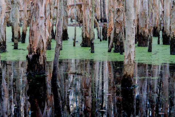 Melaleuca or paperbark trees in growing in wetland of Coombabah Nature Reserve, Queensland Australia.